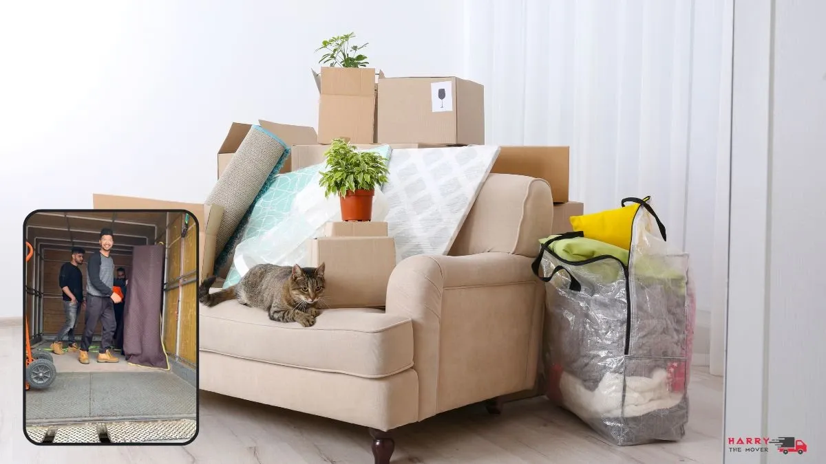 professional removalists in St Kilda