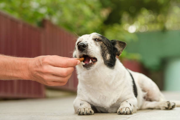 dog joint supplement