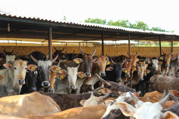 India Animal Husbandry Market Analysis: Opportunities and Challenges 2026-2034