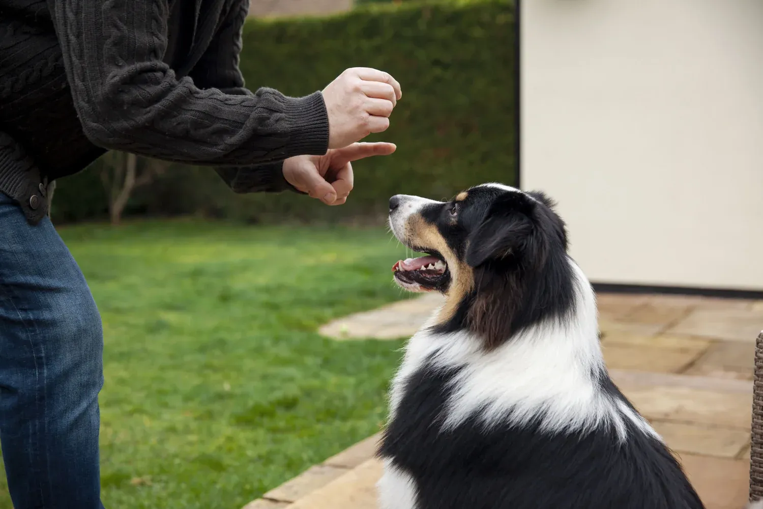 How to Choose the Right Dog Bootcamp for Your Pet