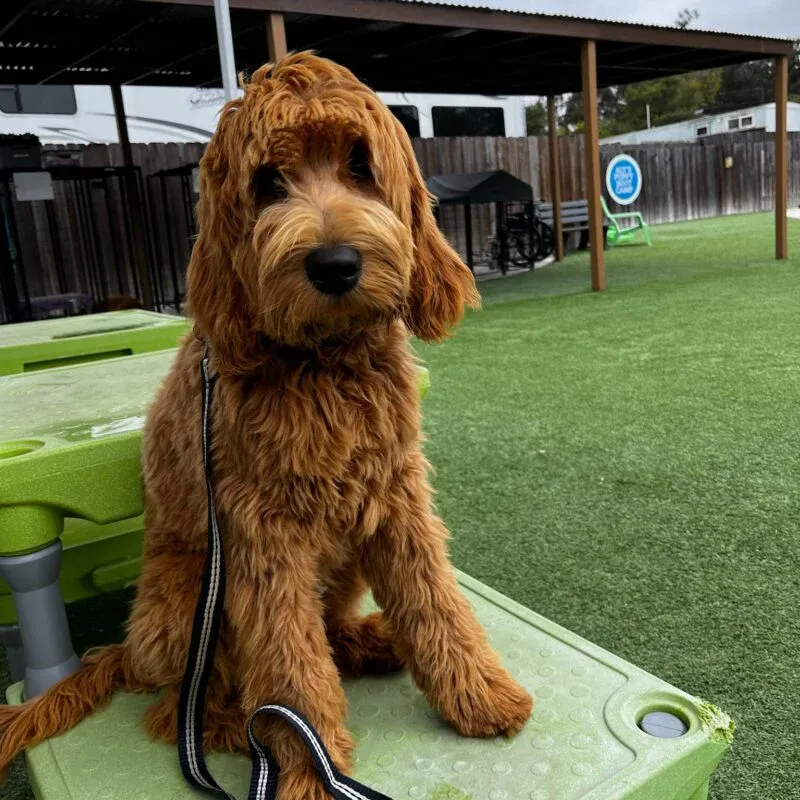 Understanding the Process to Buy a Therapy Dog