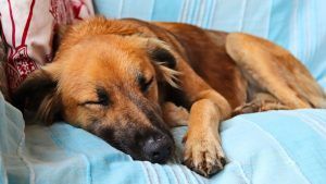 What to Expect After Starting Anti Seizure Meds for Dogs